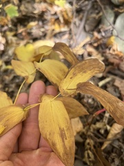 Uvularia grandiflora