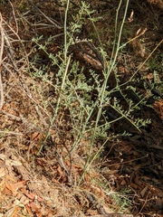 Ehrendorferia chrysantha