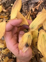 Uvularia grandiflora