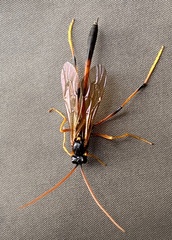 Therion circumflexum