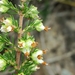 Erica glumiflora - Photo (c) Adriaan Grobler, μερικά δικαιώματα διατηρούνται (CC BY-NC), uploaded by Adriaan Grobler