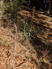 Ehrendorferia chrysantha