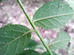 Rosa rubiginosa