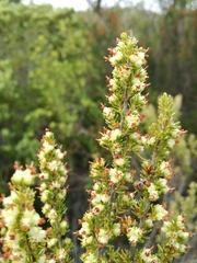 Erica glumiflora