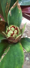 Costus
