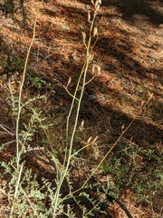 Ehrendorferia chrysantha