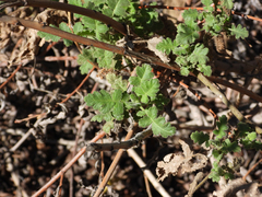 Phacelia ramosissima