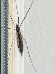 Tipula abdominalis