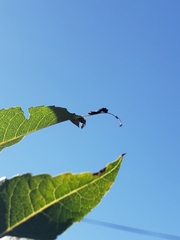 Limenitis