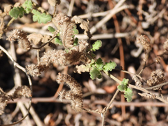 Phacelia ramosissima