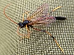 Therion circumflexum