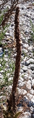 Verbascum
