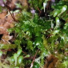 Brachythecium rutabulum