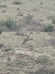 Vanellus coronatus