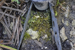 Ptychostomum pseudotriquetrum