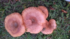 Paxillus involutus