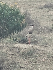 Vanellus coronatus