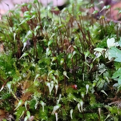 Brachythecium rutabulum