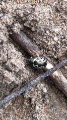 Calligrapha confluens