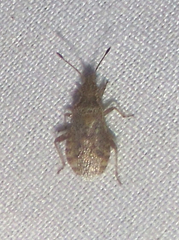 Aufeius impressicollis