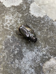 Osmoderma eremicola