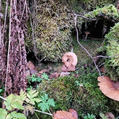 Brachythecium rutabulum