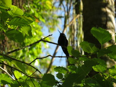 Thalurania glaucopis
