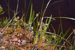 Triantha occidentalis