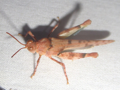 Cibolacris parviceps