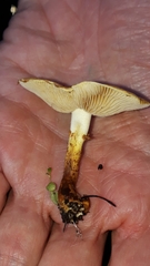 Pholiota lucifera