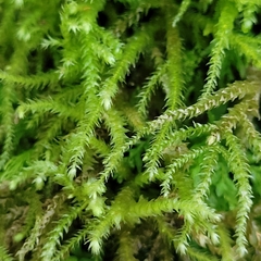 Eurhynchium striatum