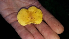 Pholiota lucifera