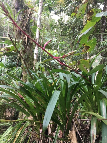 Guzmania rhonhofiana, photograph 6