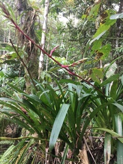 Guzmania rhonhofiana, photograph (c) David Parra Puente, some rights reserved (CC BY)
