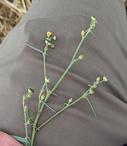 Image of Anoda pentaschista by (c) Dominic Gentilcore, some rights reserved (CC BY)