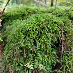 Eurhynchium striatum
