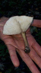 Melanoleuca