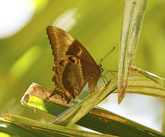Papilio ulysses