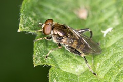 Chalcosyrphus nemorum