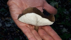 Melanoleuca