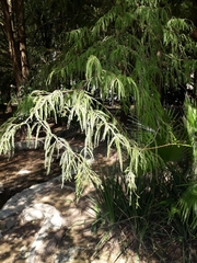 Taxodium mucronatum