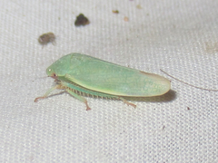 Hamana