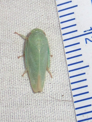 Hamana