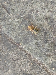Vespula germanica