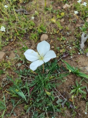 Oenothera acaulis