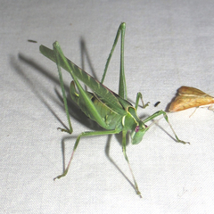Insara elegans