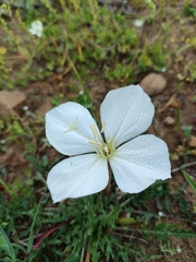 Oenothera acaulis