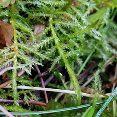 Calliergonella cuspidata