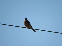 Falco sparverius sparverius