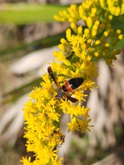 Pachodynerus erynnis